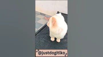 Chaw Chaw Puppy Shorts Youtubeshorts Viral Justdogitlko 
