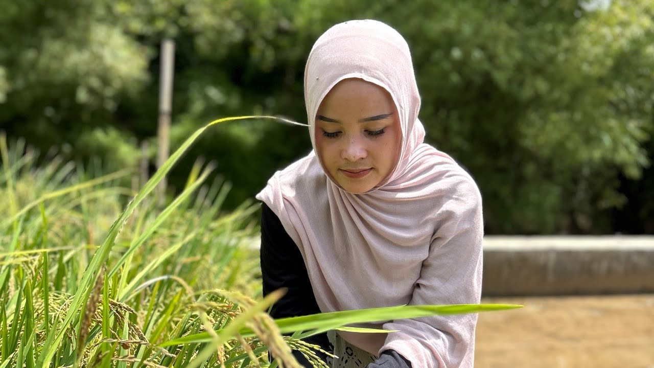 TERNYATA DIA BISA! NENG LENI MAIN KE KAMPUNG ORANG  COBA BANTUIN SI IBU YANG LAGI PANEN PADI