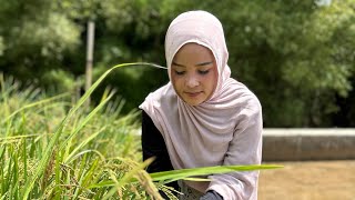Ternyata Dia Bisa Neng Leni Main Ke Kampung Orang Coba Bantuin Si Ibu Yang Lagi Panen Padi