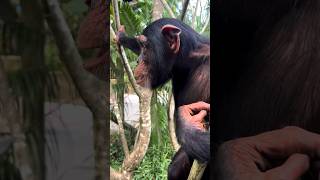 Curious Chimpanzee 👀 Limbani