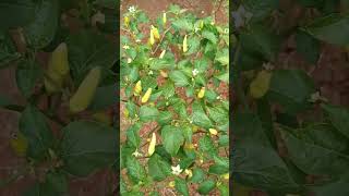 Download Lagu tunggara lagu sunda #viral #lagusunda #shorts MP3