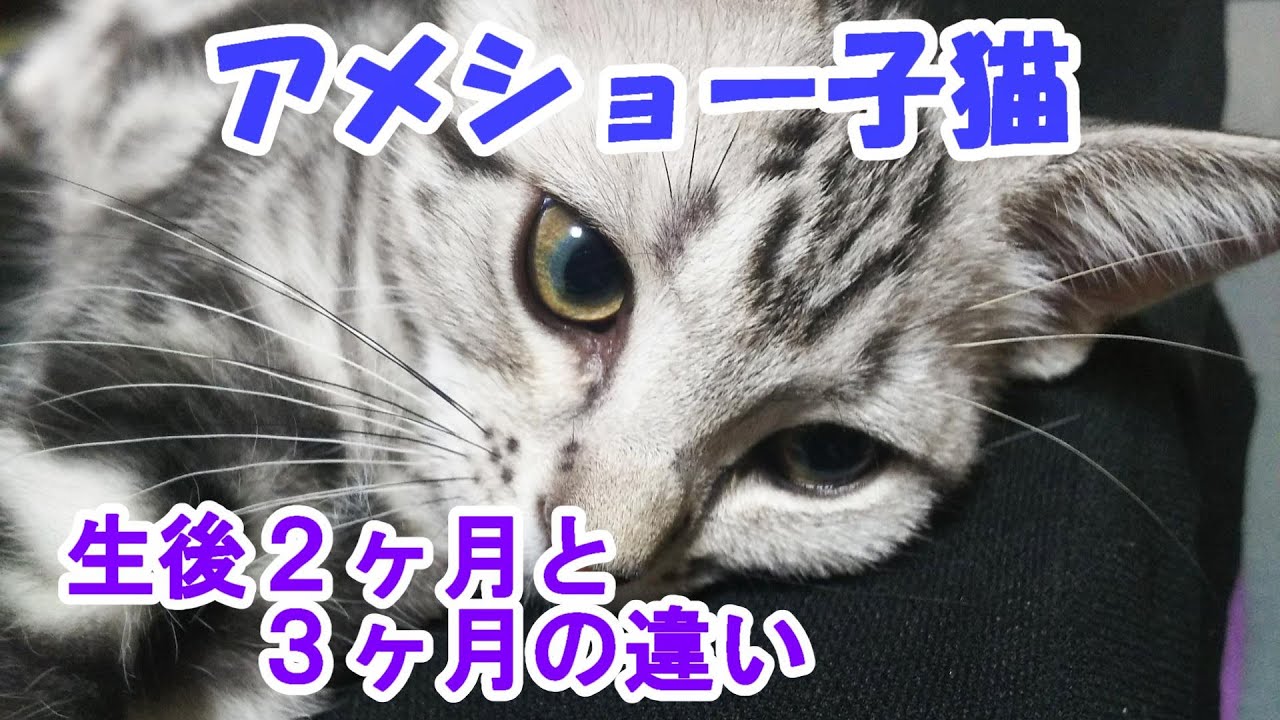 アメショー子猫 生後２ヶ月と３ヵ月の違い アメリカンショートヘア Youtube