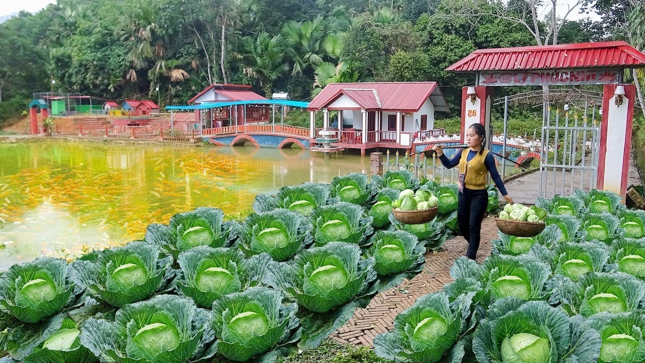 菜園里的卷心菜被賣掉后，菜農的心思來了！土地重新翻整，一番辛苦之后…青菜又開始生機盎然 #农村生活 #乡村建造 #农家美食 #农场日常 #乡村致富