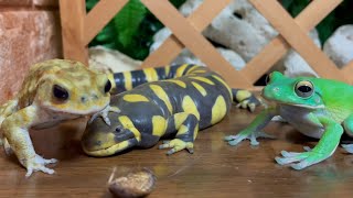 Frog & Toad & Salamander🐸 (Miyako Toad, Tiger Salamander) Wealth