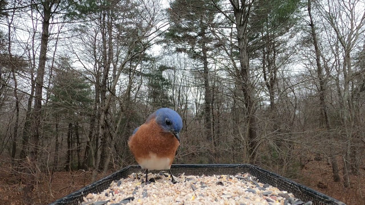 Northern Cardinal, Tufted Titmouse, Eastern Bluebird