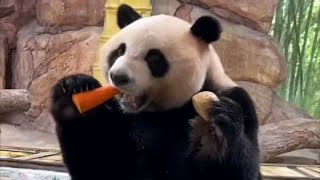 大良奶爸给了一条两米长的竹笋给酷酷，只是竹笋身材有的苗条哈哈240505大熊猫三胞胎萌帅酷录屏 视频投喂皆为饲养员