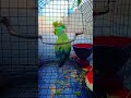 green parrot musti reels #talkingparot #cutebird #follow #birds #parrotlover #cuteparrot #birdlove