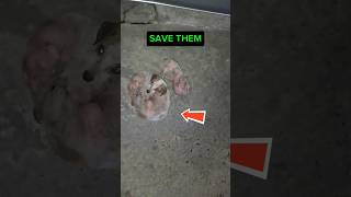 Abandoned and Scared 😭 Can we SAVE the DOG