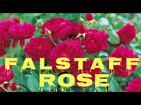 Video: Rose Gertrude Jekyll: maelezo, asili, kilimo