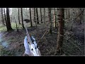 Охота на лося с лайкой   |              Moose hunting with husky