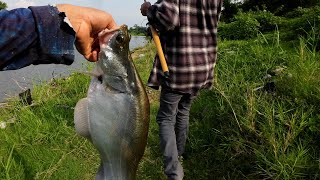 คลิปเต็ม เหยื่อเด็ด ตกปลาสะตือ แม่น้ำแม่กลอง กาญจนบุรี