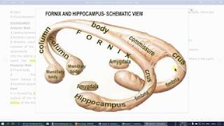 lateral ventricle, boundaries, roof, floor and relations, shmc 2019 online learning dr akbari