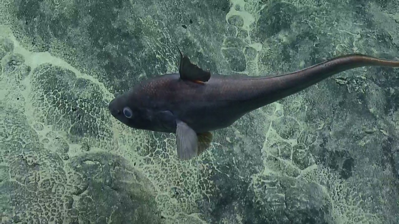 ROV Hercules Dive NA134 H1887 5 of 13 2021 11 22 05 24 08 027 UTC 44