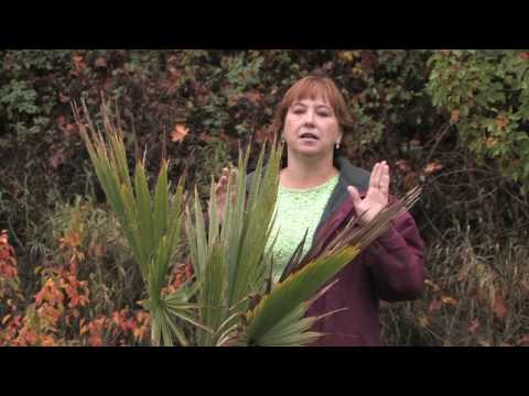 Tree & Plant Care : How to Grow a Palm Tree