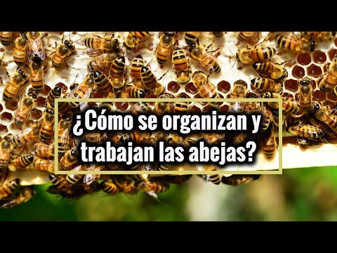 Estructura y Organización de la Comunidad de las Abejas