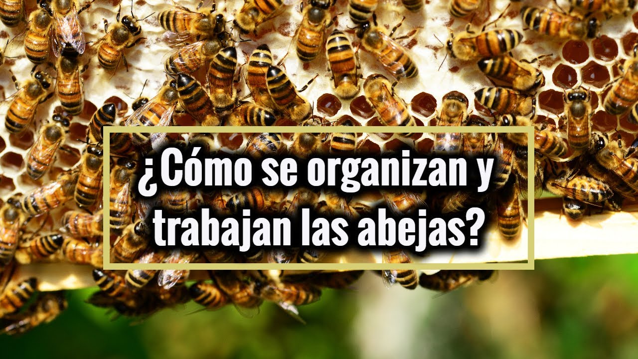 Estructura y Organización de la Comunidad de las Abejas - YouTube