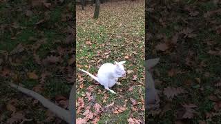amazing Animals 😳#shorts #viralshorts #fish #fishing #amazingfish #trendingshorts #tiktok #cow