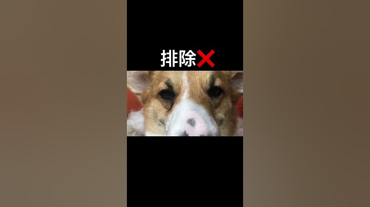 【柯銘】如何讀懂狗狗的眼睛，真相只有一個#柯南 #萌宠#shorts