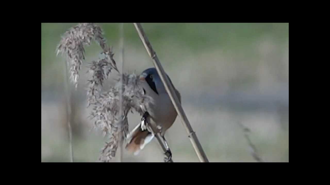 Bearded Reedling / Baardmannetje 