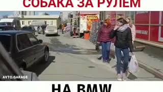 СОБАКА ЗА РУЛЕМ НА BMW