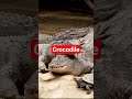 Je Wajua Mamba Crocodile Ndiye Mnyama Hatari Zaidi Kanda Ya Ziwa Animal Crocodile