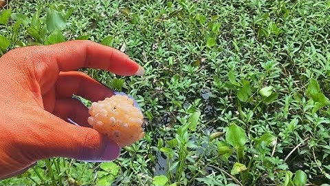 MÔ HÌNH NUÔI ỐC BƯƠU ĐEN BẰNG RAU MÁT 0919748192