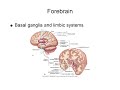 Neurologic System Explained: Brain, Spinal Cord, Neurons, and Reflexes