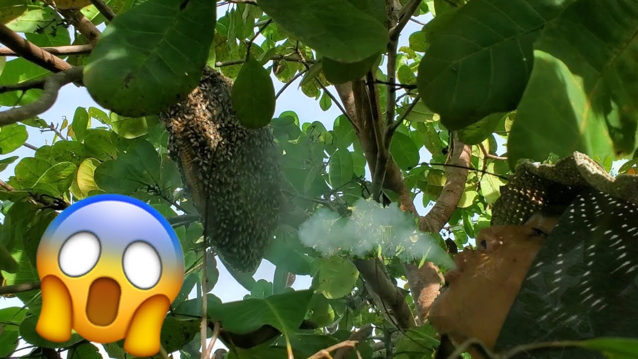 amazing man, Can take bees by spraying smoke through the mouth - YouTube