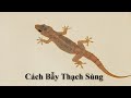 Cách Bẫy Thạch Sùng và Cái Kết