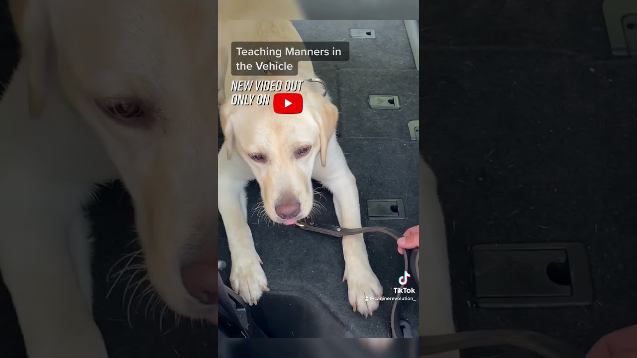 Teach Your Dog To Be Calm In The Car!