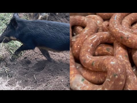 Trapping Wild Pigs In Louisiana(Catch*Clean*Cook) Making Fresh Wild Pork Sausage