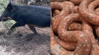 Trapping Wild Pigs In Louisiana(Catch*Clean*Cook) Making Fresh Wild Pork Sausage
