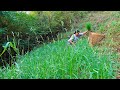 Sarmila cutting grass goats and eating taro roots with village uncle