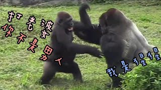 D'jeeco Family|Gorilla|Taipei zoo|Jabali is 350 days old, Ringo is 141 days old.20211016-20