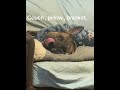 When people ask why our youngest is in a kennel..  little do they know this is after training