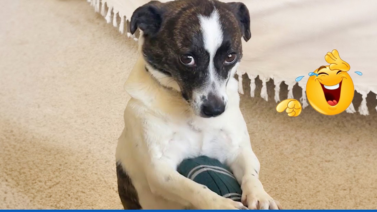 When God Sends You Funny Dogs And Cats 😹🐶Funniest Pets Compilation That Will Make You Laugh Until