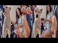 Vanessalyn cayco  dog grooming