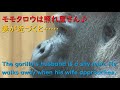 モモタロウはゲンキに照れる♪【Gorilla,Momotaro is a shy man.】