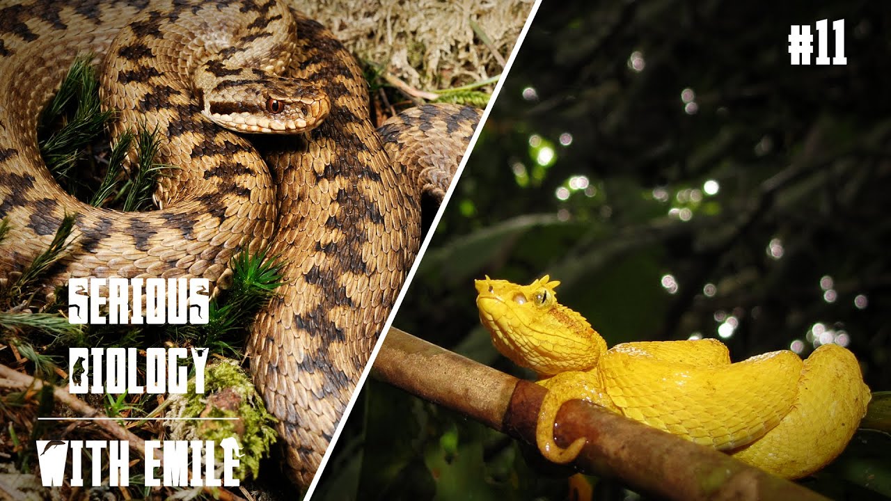 red eyelash viper snake