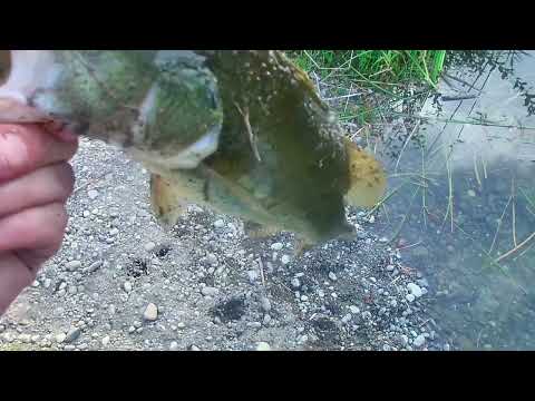 Bass Fishing Friday