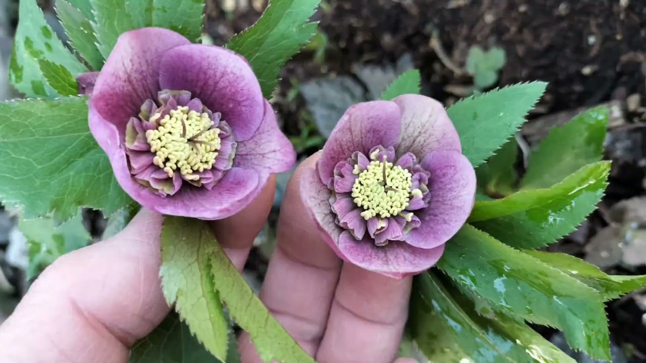 クリスマスローズ❀コレクション我が家＆セカンドガーデンのクリスマス