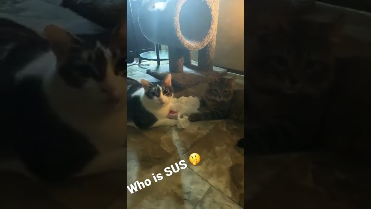 Fat Cat Vs Skinny Cats Funny Sus Wtf Fight Crazy Cute