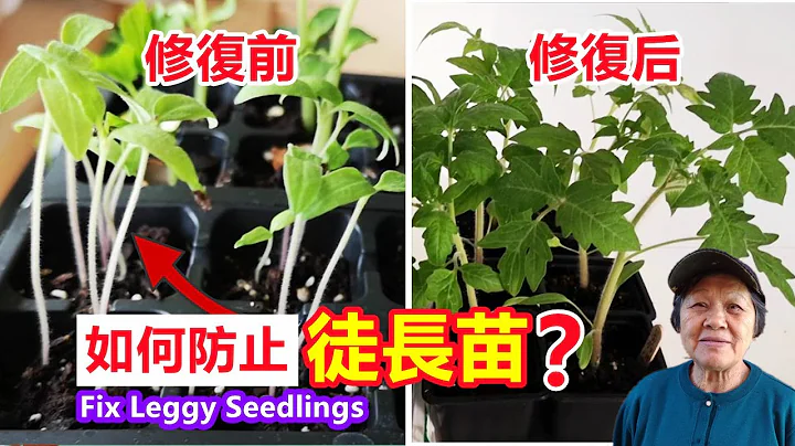 幼苗又长又细，如何修复？怎样防止幼苗徒长？ How to prevent elongation of seedlings? Fix Leggy Seedlings\Mars Hydro - 天天要闻