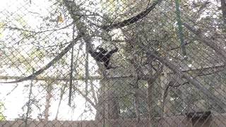 Baby Siamang 1080p Test