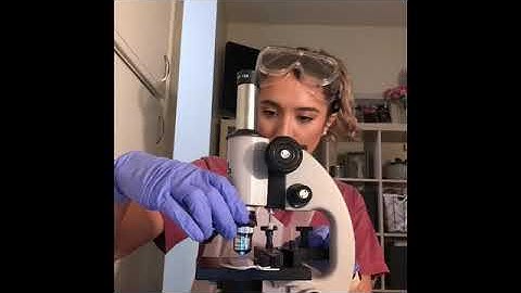 Lab Exercise | Bacterial Morphology and Staining Techniques - Part 1: Video Demonstration