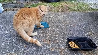 Homeless Cat ginger boy ate all the food by Red Bwoy TV ANIMALS 500 views 3 years ago 13 minutes, 43 seconds