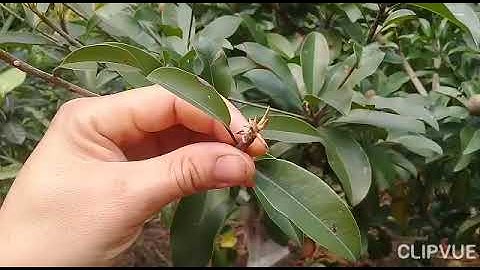 phòng bệnh xoăn lá non teo ngọn trên cây hồng xiêm xoài