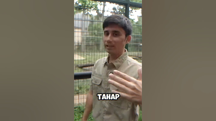 SELEN MASUK TAHAP KE- 3 #alshadahmad #shortsfeed #tiger #animals