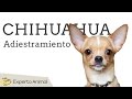 Adiestramiento del chihuahua