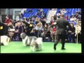 Zak at Westminster - Polish Lowland Sheepdog の動画、YouTube動画。